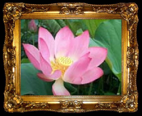 framed  unknow artist Realistic Water Lily, ta009-2